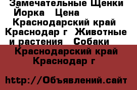 Замечательные Щенки Йорка › Цена ­ 10 000 - Краснодарский край, Краснодар г. Животные и растения » Собаки   . Краснодарский край,Краснодар г.